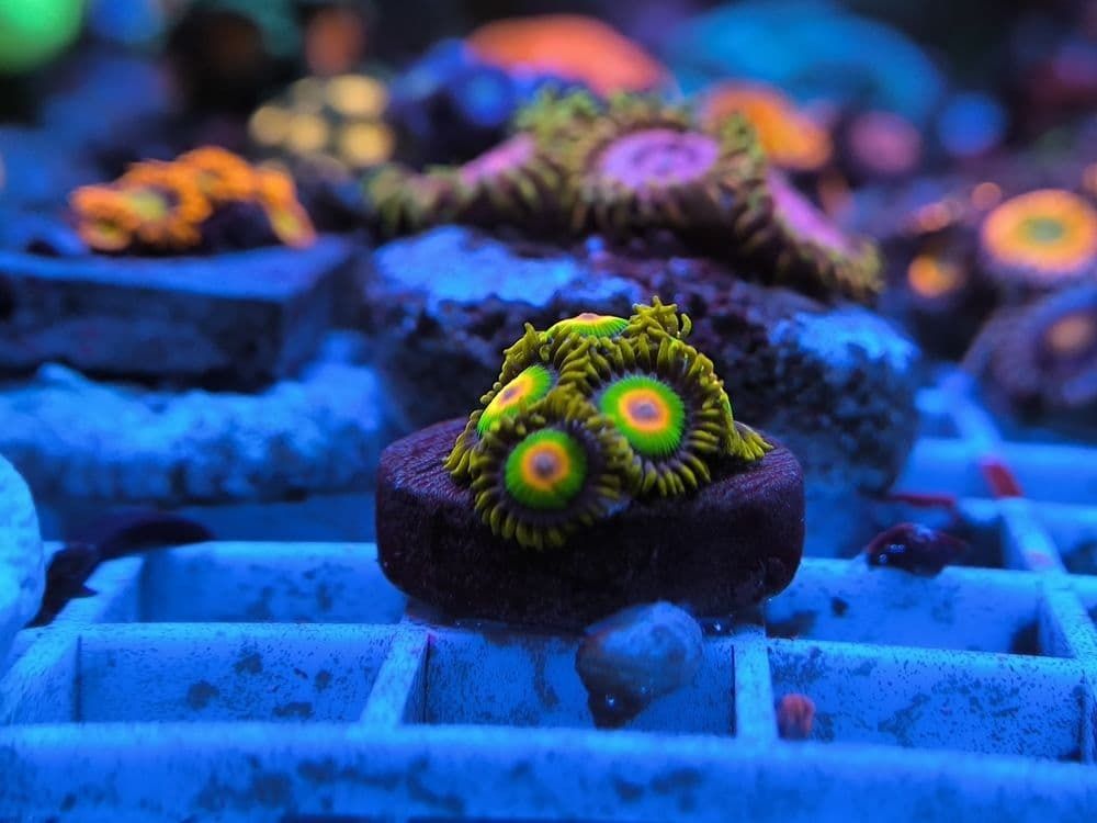 Zoanthus "Rasta"