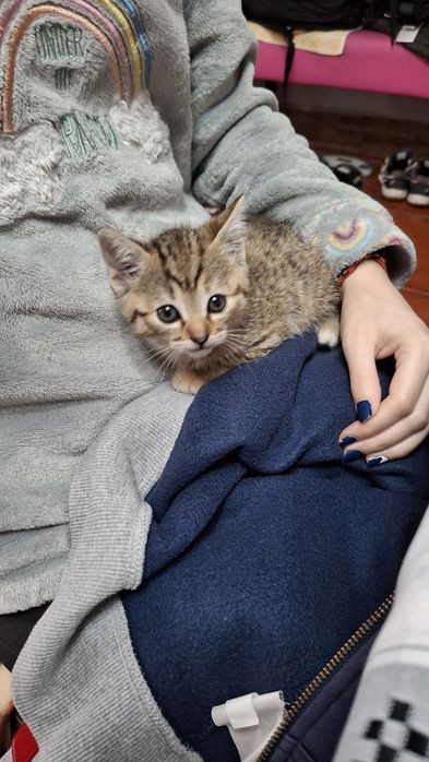 Dá-se gatinhos bebes