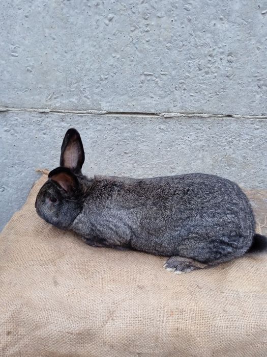 Кролики різних порід