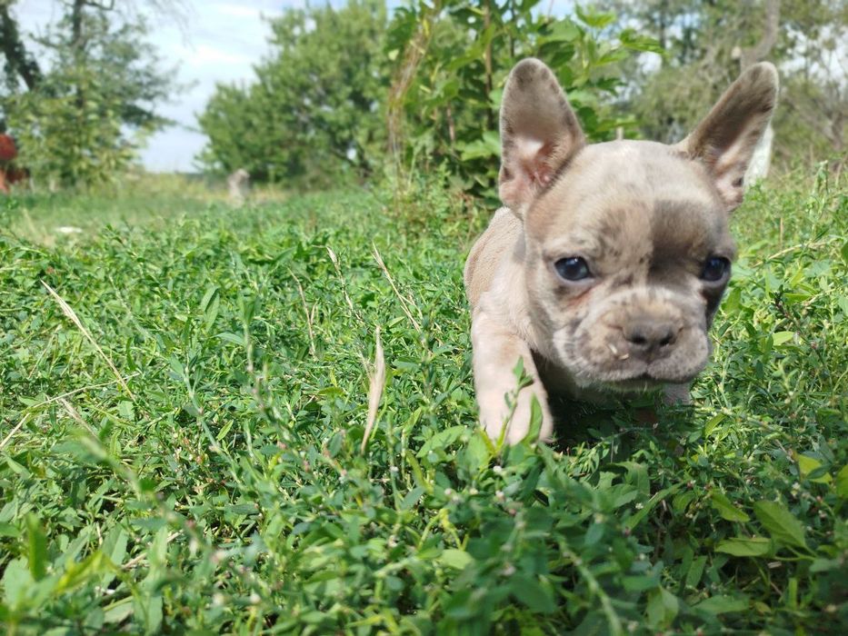 Французский бульдог