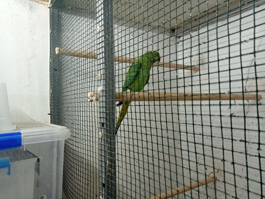 Ring necks para ceder