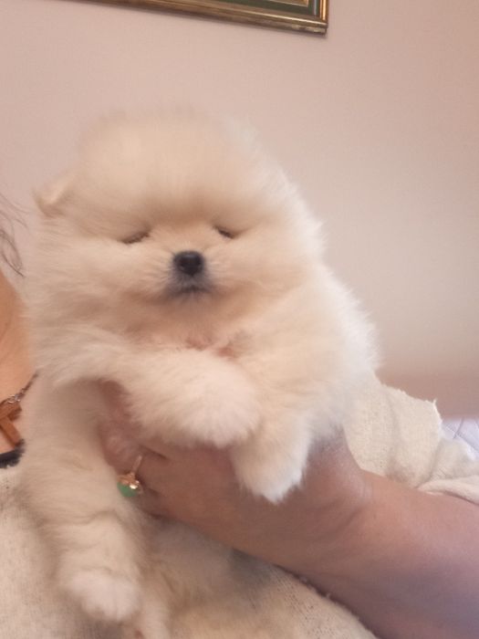 Померанский шпиц