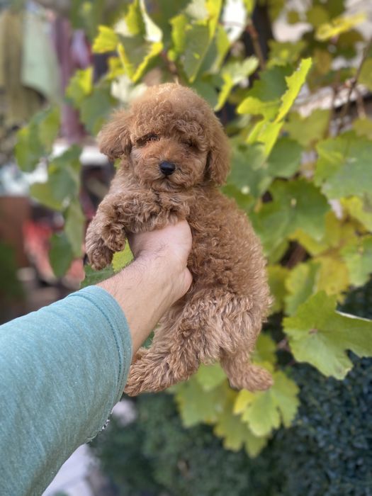 Грайливі цуцики мальтіпу