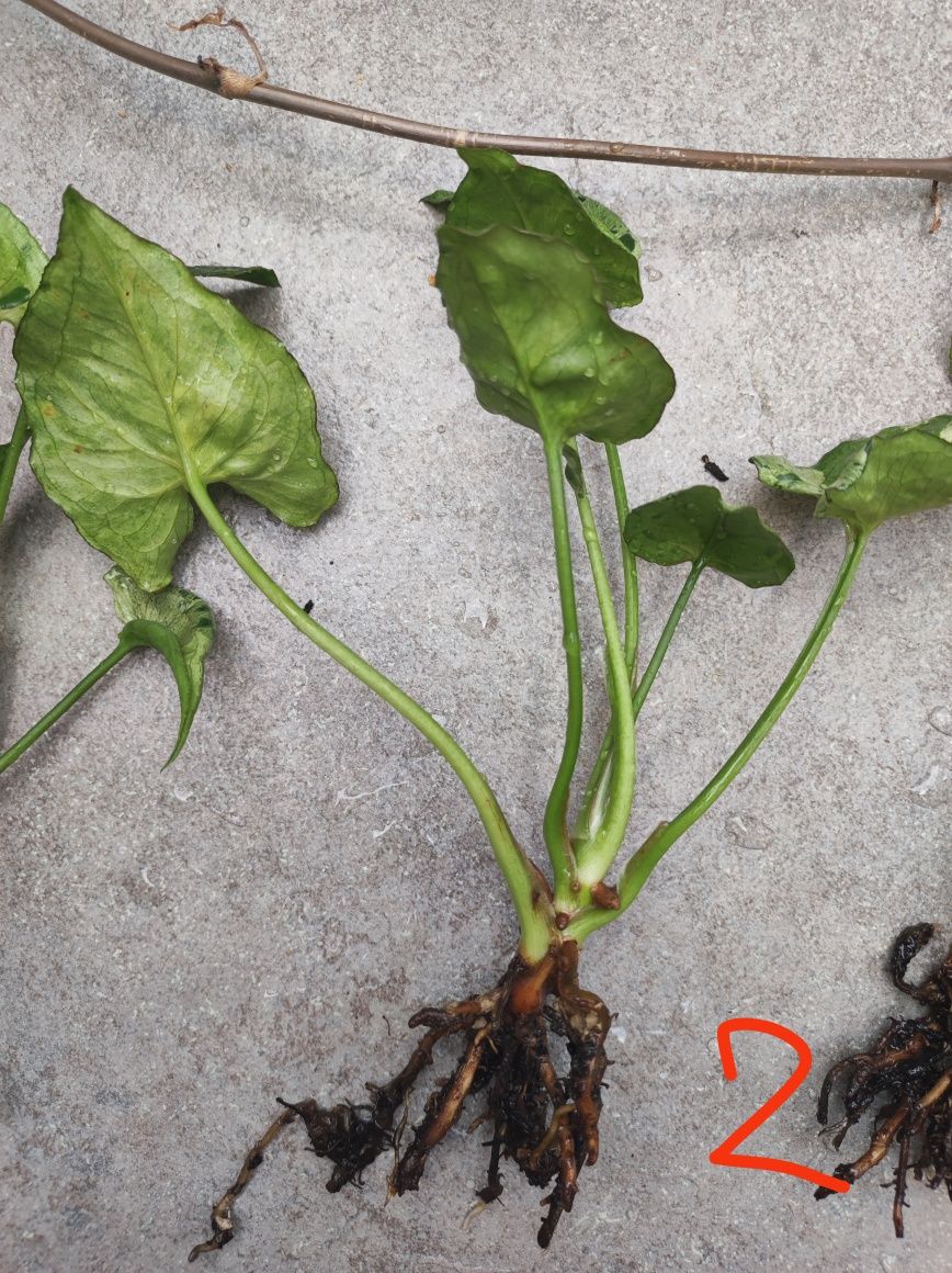 Syngonium Grey ghost, sadzonka ukorzeniona