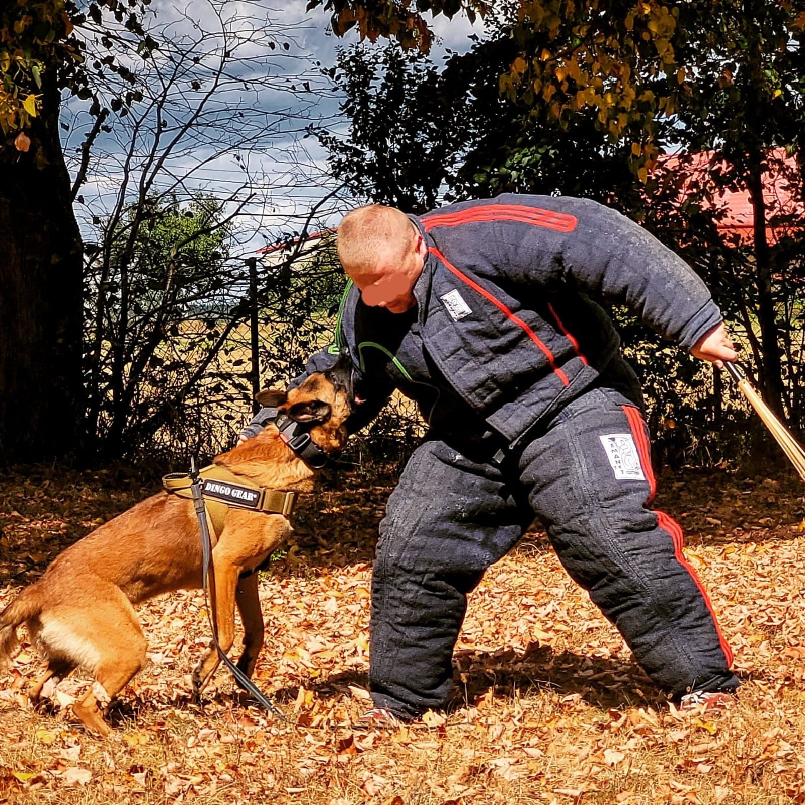 Owczarek Belgijski Malinois MIOT.