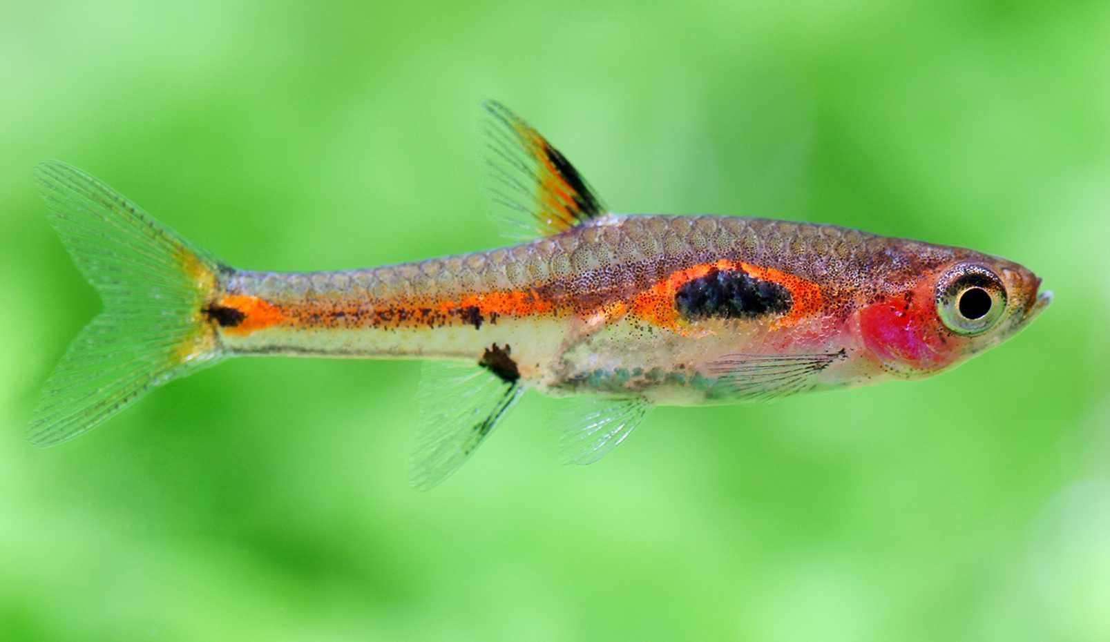 Razbora merah - Boraras merah - Rasbora - dowóz, wysyłka