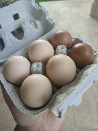 Ovos galinha biológicos galados