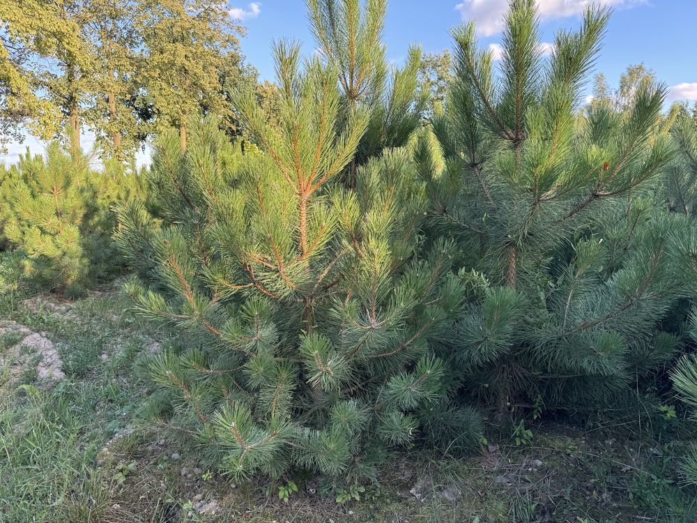 Sosna czarna 150cm-180cm