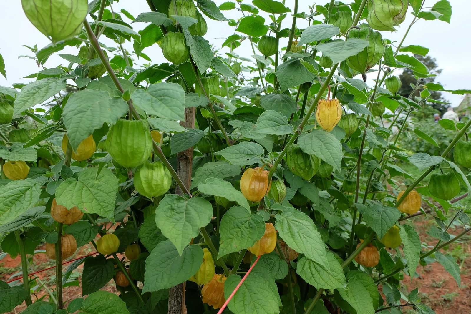 plantas phisalis, tomate capucho