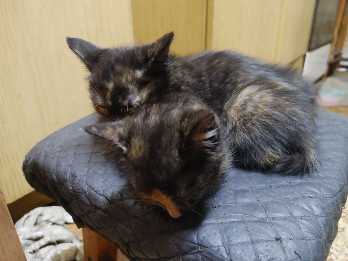Котята, отдам в хорошие руки