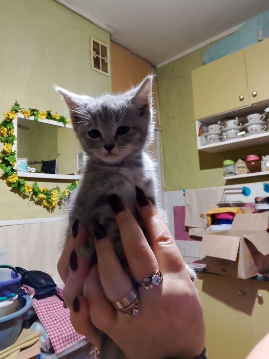 Британські коти.