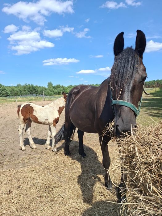 Sprzedam klacz z źrebakiem