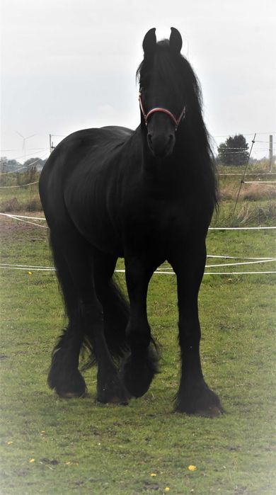 Ogier fryz fryzyjski siodlo zaprzeg