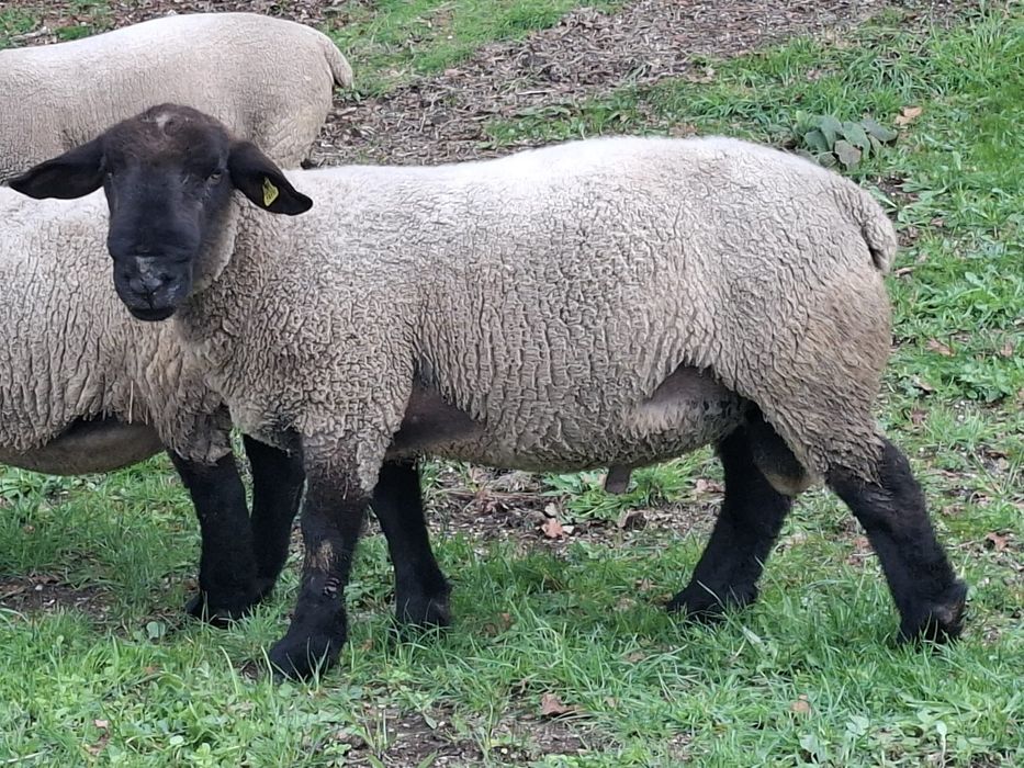 Suffolk Macho (Puro)