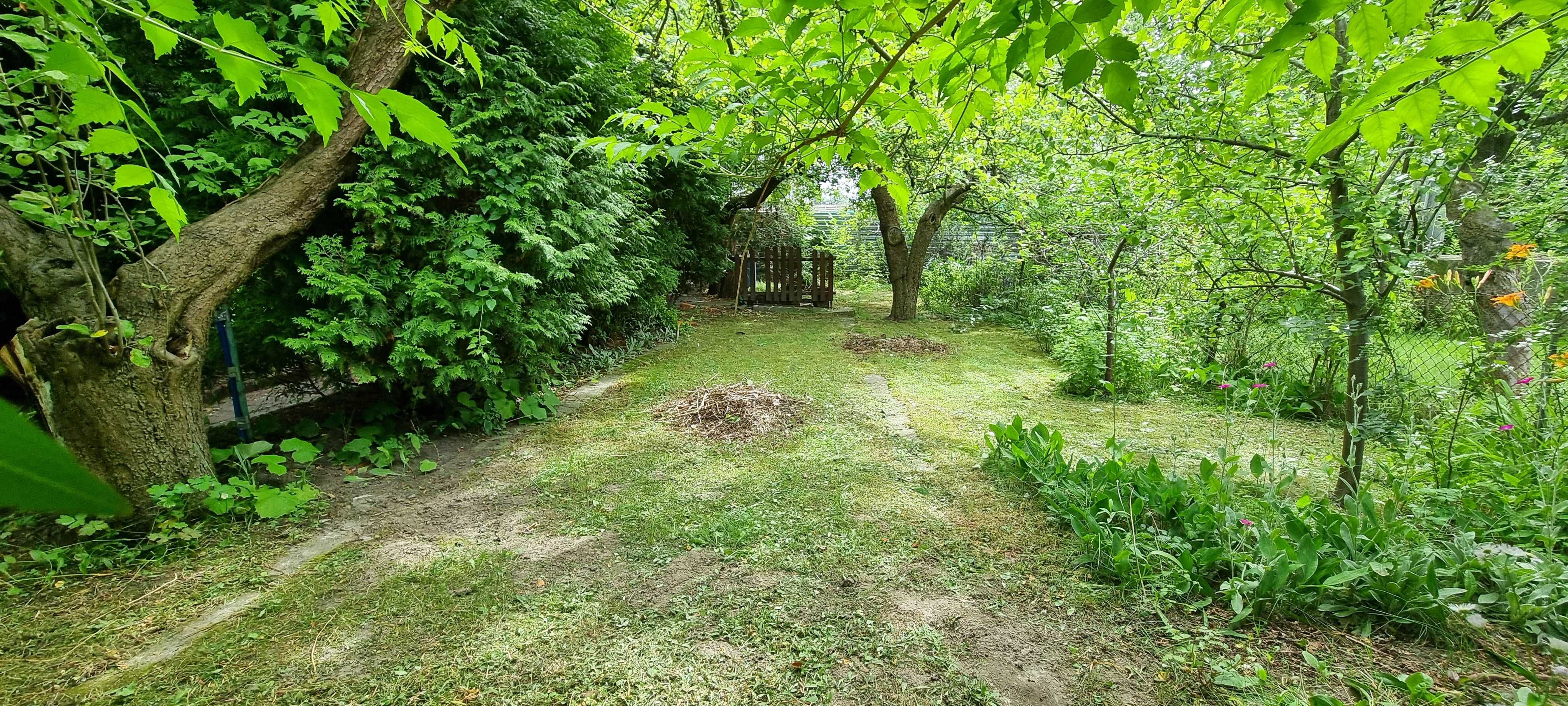 Sprzedam działkę 300m2 z altaną i licznymi nasadzeniami ROD Sasanka