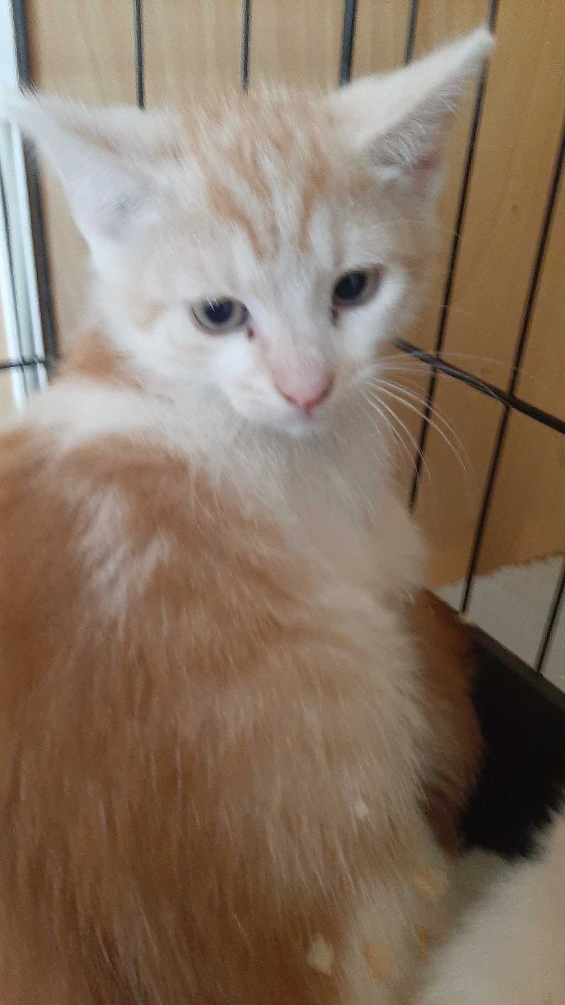 Pilne!!9 tyg kocięta (2 rude kocurki i biało szara)do adopcji Wołczyn