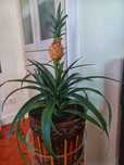 Abacaxi miniatura ornamental 55cm
