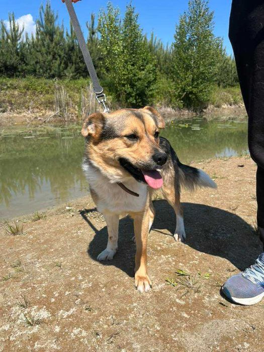 Parys- młody i proludzki psiak do adopcji