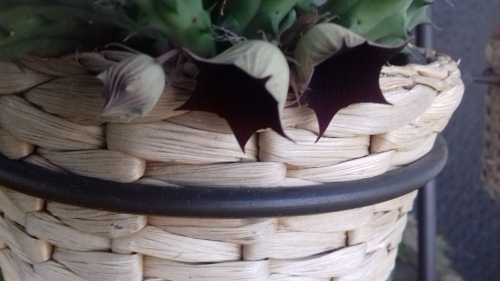 Planta natural/suculenta/ Huernia Keniensis/sinhinho roxo