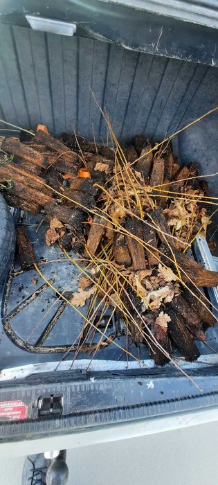 Sadzonki drzewka brzoza dąb sosna swierk grab olcha