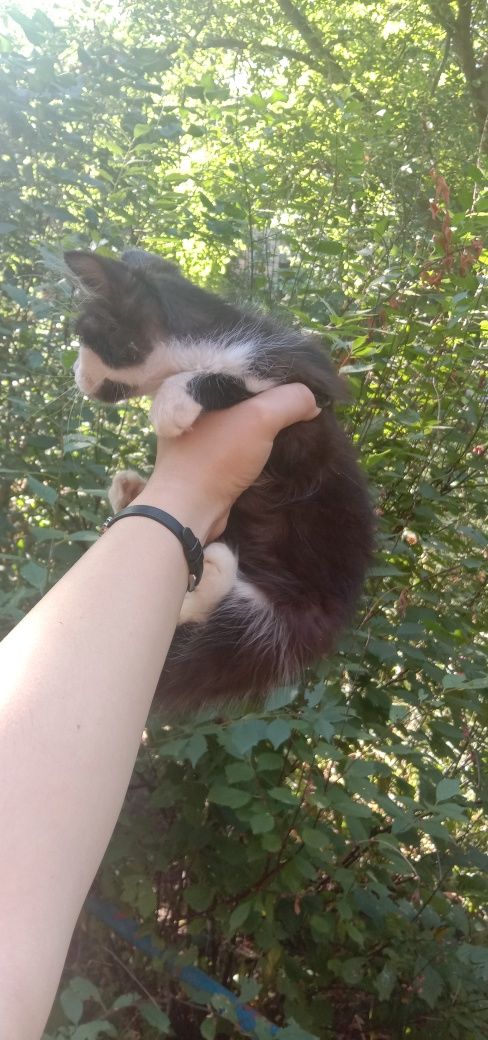 Котенок ищет семью. Котята. Кот. Котик. Даром. Бесплатно . . Привезу.