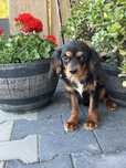 Cavalier king charles spaniel , piesek