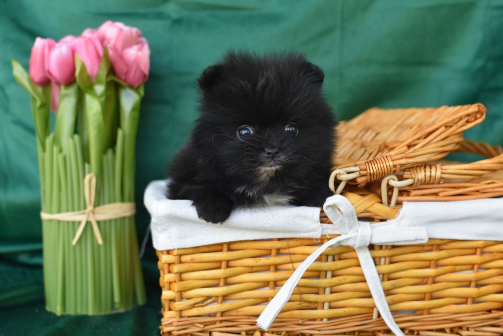 Песики ведмедики pomeranian spitz