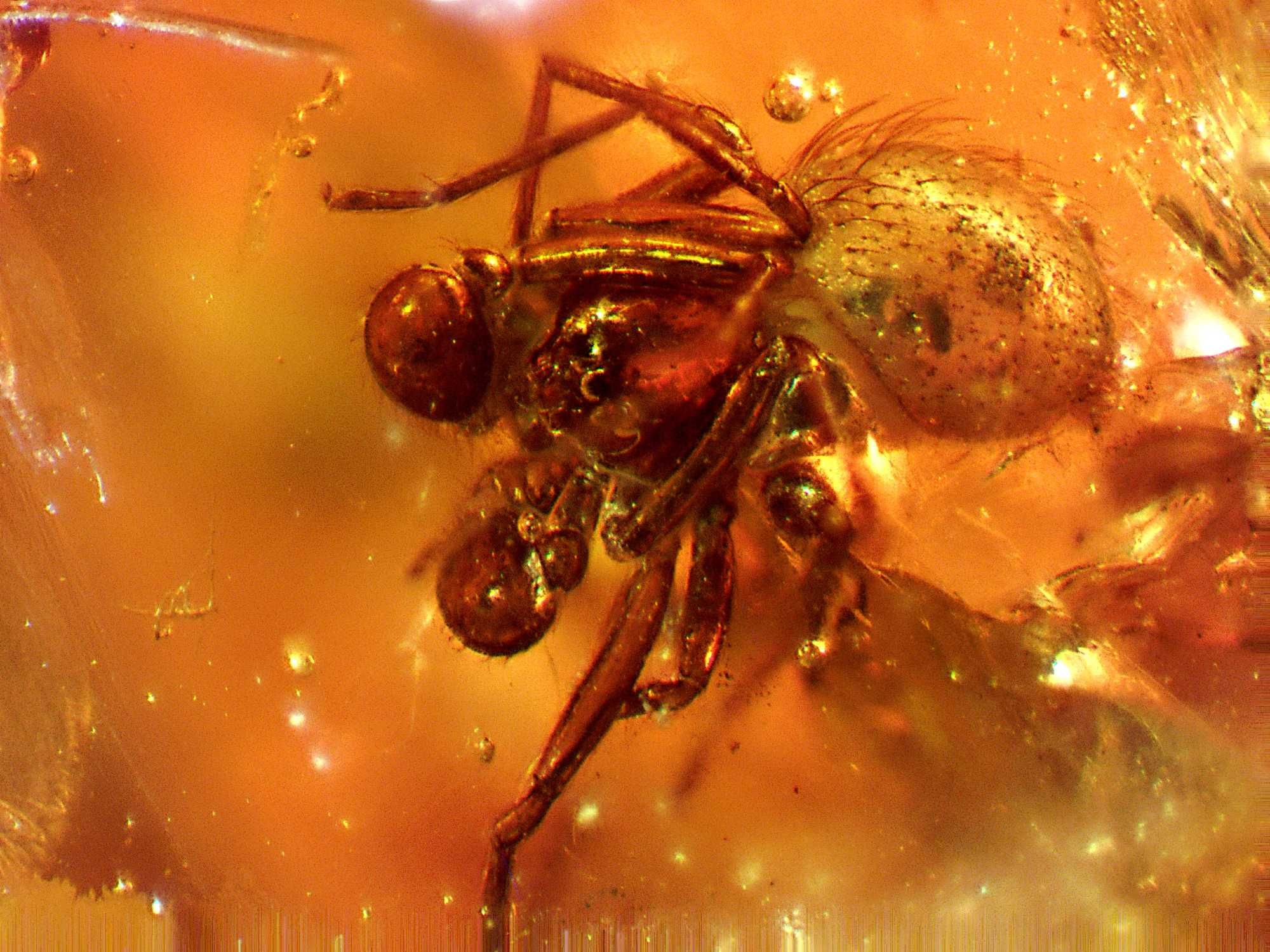Wymarły  piękny pająk mikrus bursztyn  inkluzja aranae