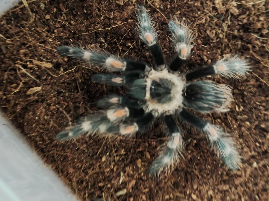 Ptasznika Au.ra. tu. m NS