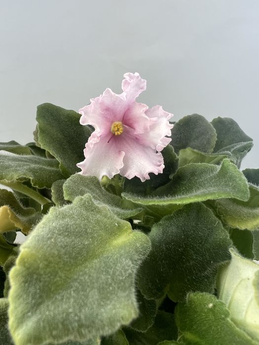 Продаю фіалки (сентполії)