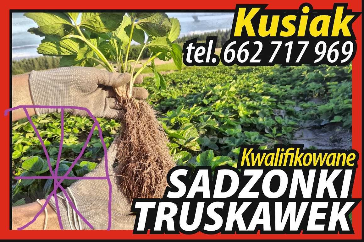 Sadzonki truskawek najlepsze odmiany  Wysyłka 24h