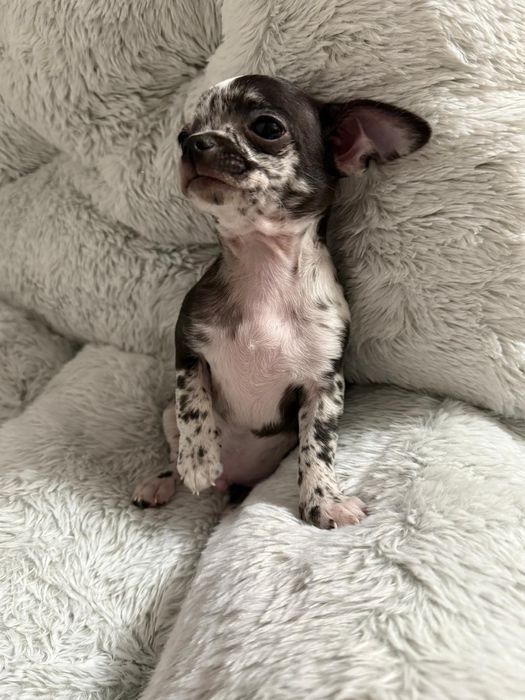 Piesek Chihuahua krótkowłosy Black Merle.