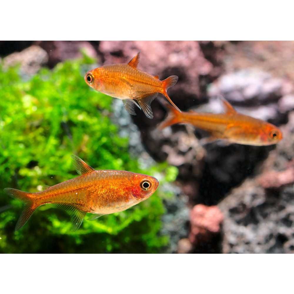 Hyphessobrycon amandae – Bystrzyk Amandy - WYSYŁKA