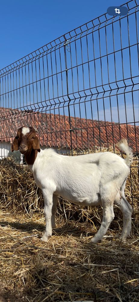 Bode Puro Boer 10 meses
