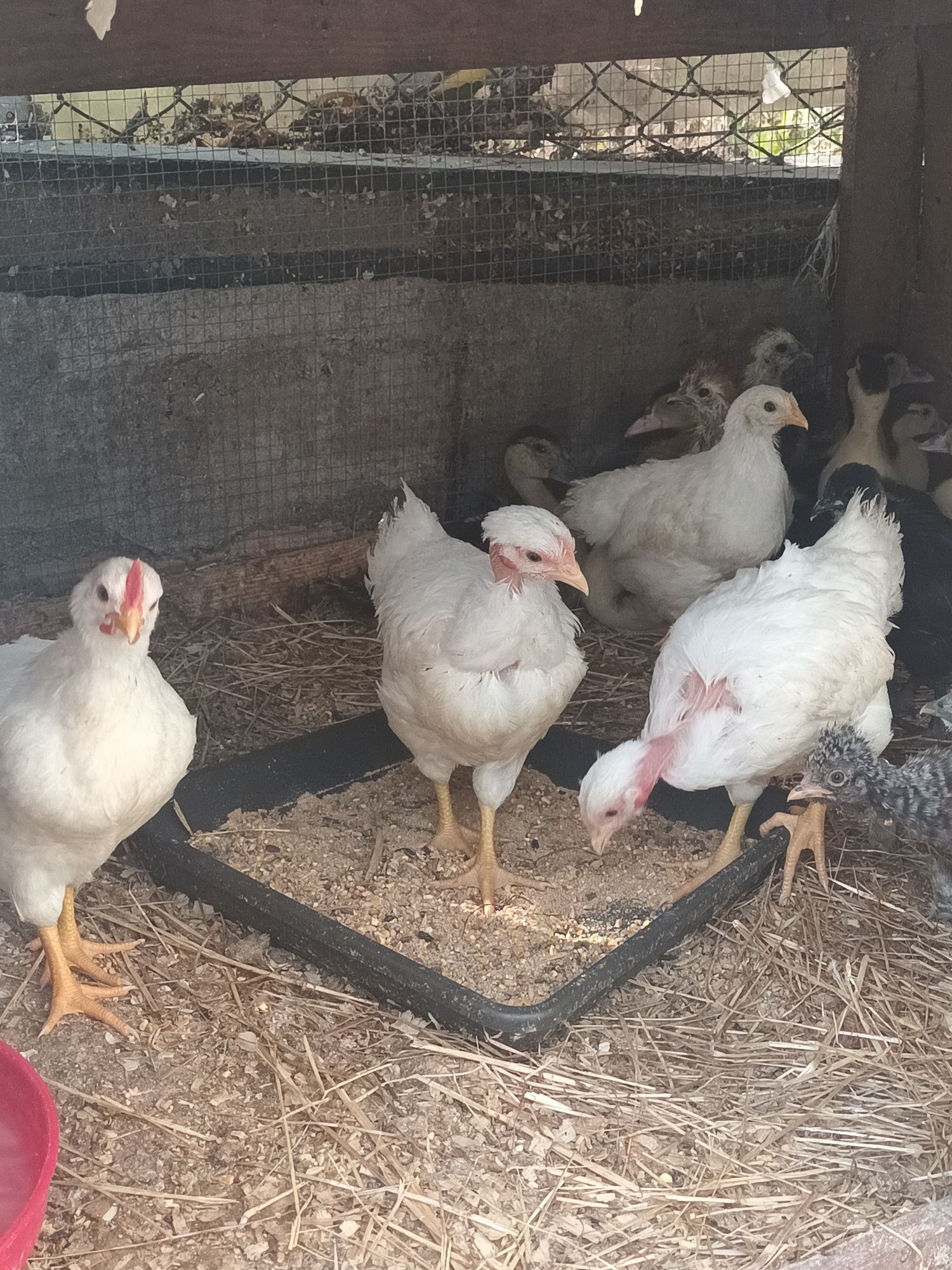Patos pintos perus e casal de amarela