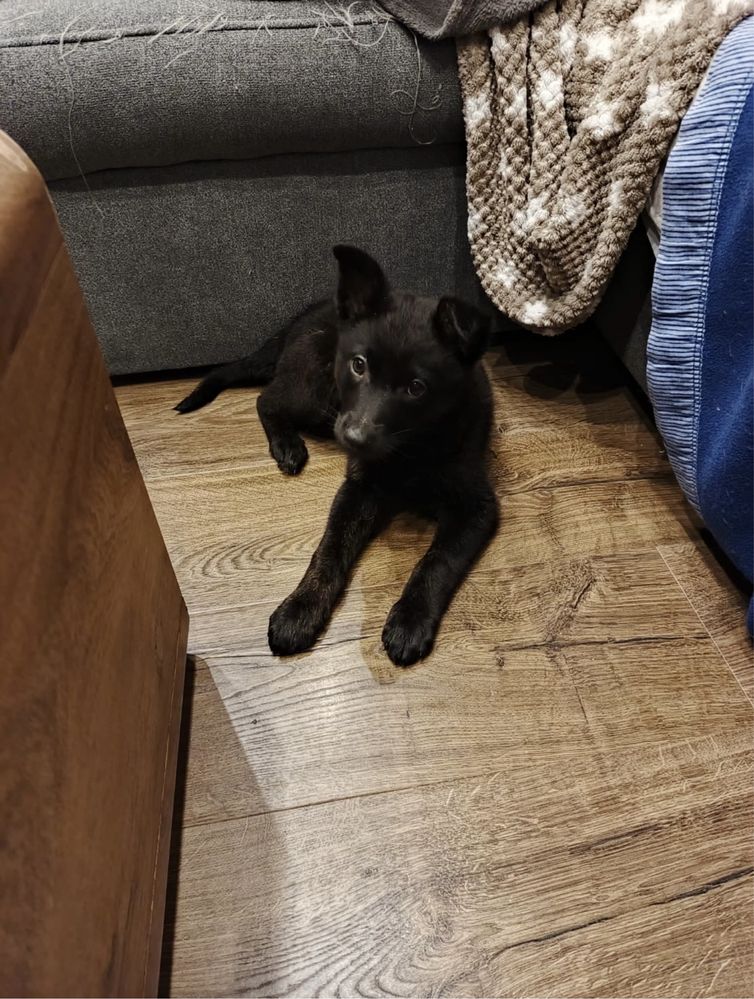 Cztery bajkowe księżniczki do adopcji