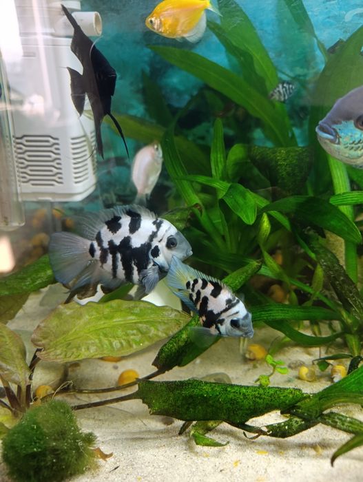 Сапфіровий папуга