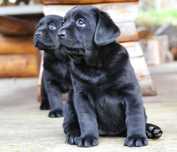 Przepiękny szczeniak Labrador Retriever
