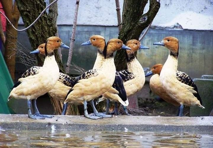 Kaczki  ozdobne   DRZEWICE  DWUBARWNE   lutino  para