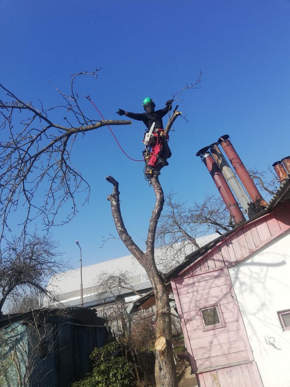 Спил аварийных деревьев