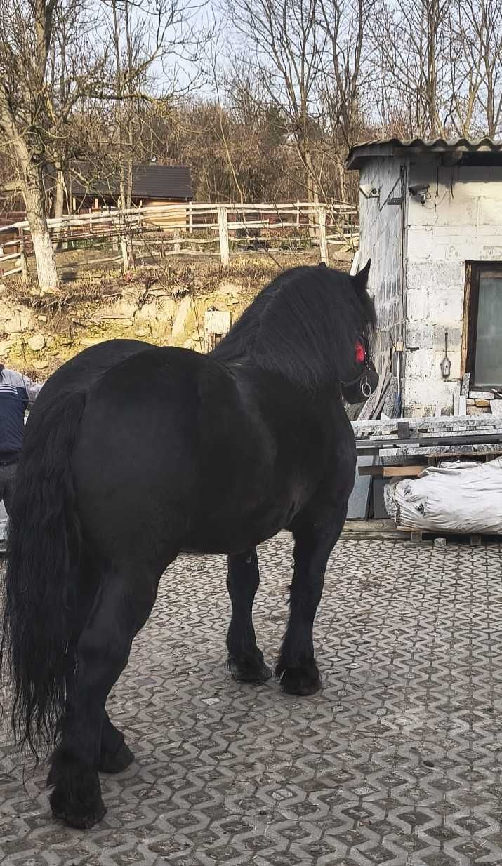 Ogier Zimnokrwisty GASTON