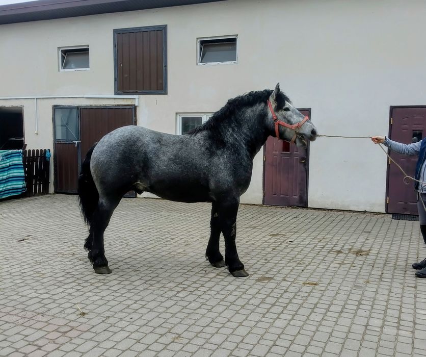 Uran  25 mięs. 167.230.29 .