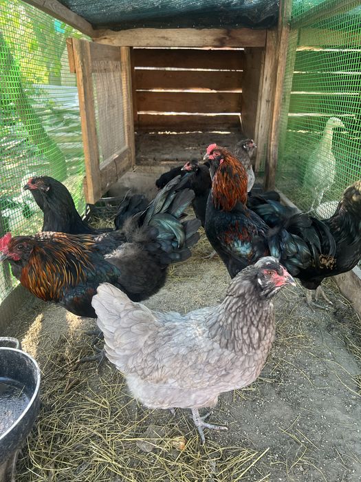 Інкубаційні яйця амерауканів