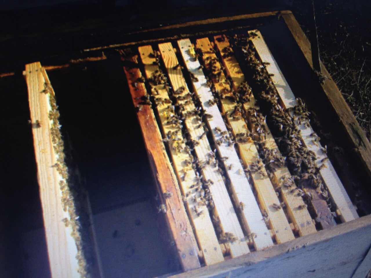 Бджолопакети укр степ породи