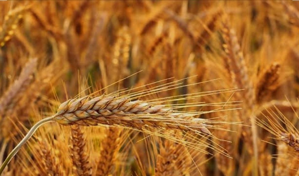 Przenżyto 400 ton , tylko ilości cało-samochodowe  26t . Transport