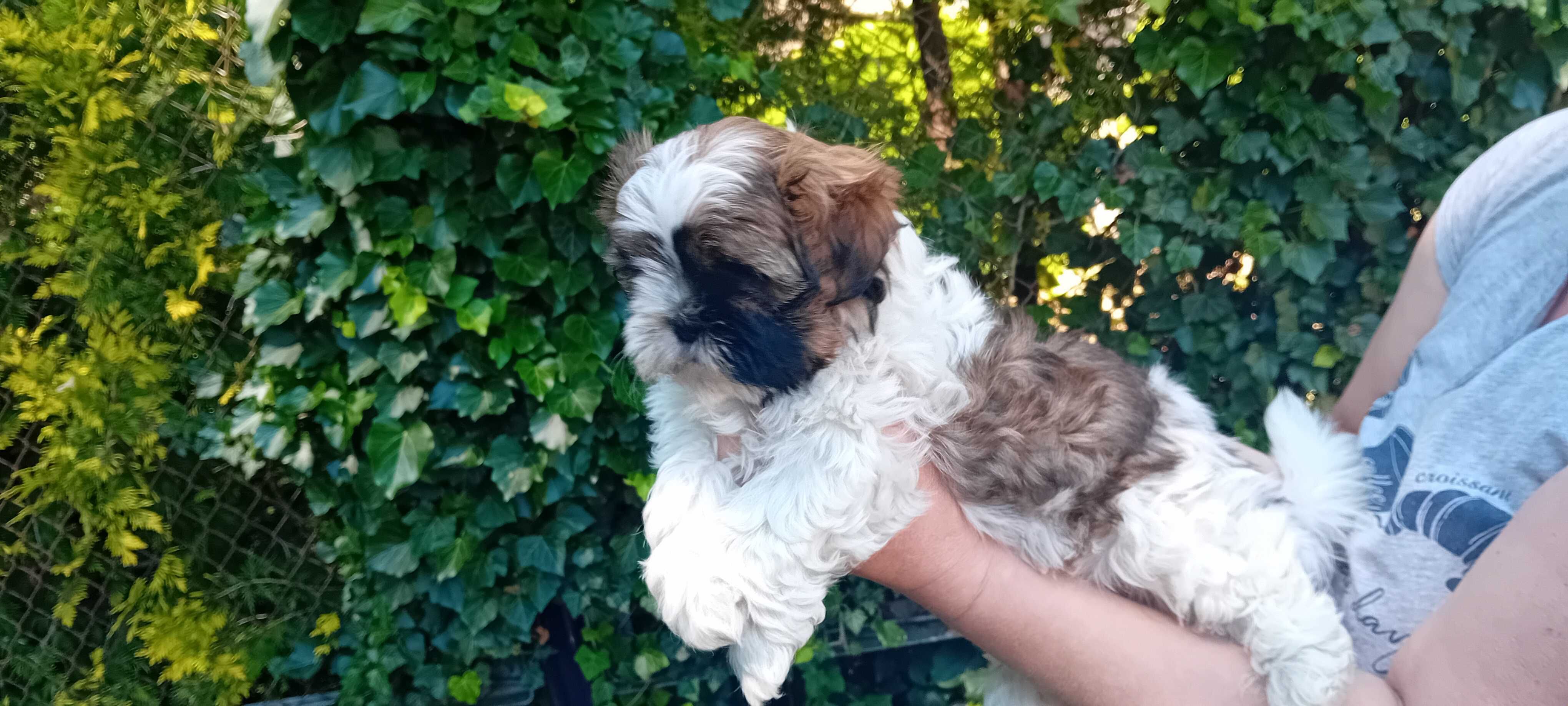 Szczeniak Shih-tzu