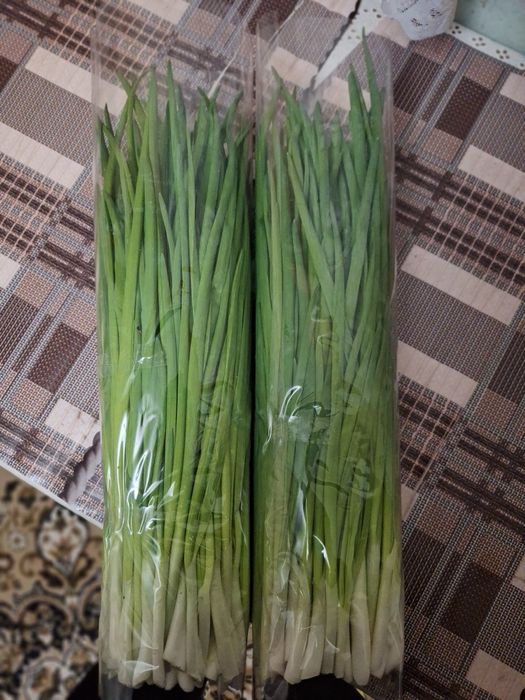 Продам Зелену цибулю ( Перо)