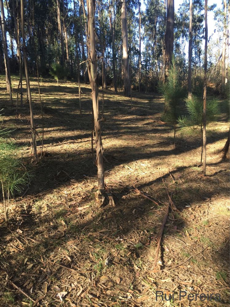 Limpezas e Manutenção de Terrenos