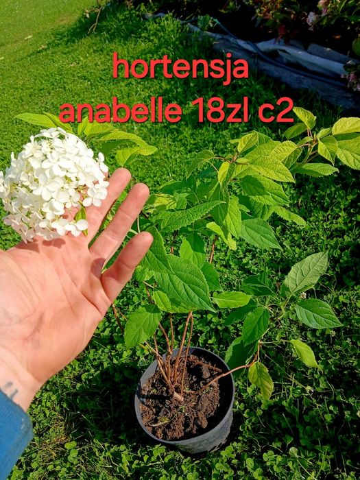 Producent hortensje ogrodowe krzewiaste pilgowane oraz pnace