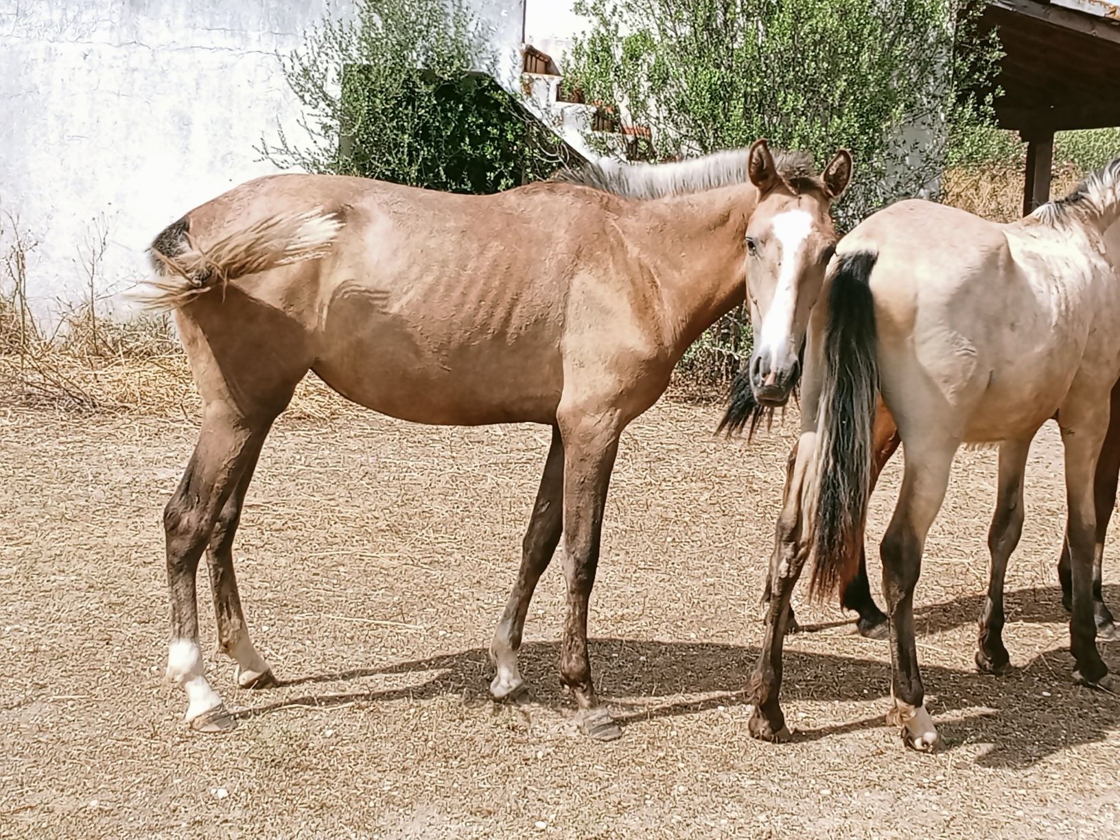 Poldra Lusitana com 1 ano
